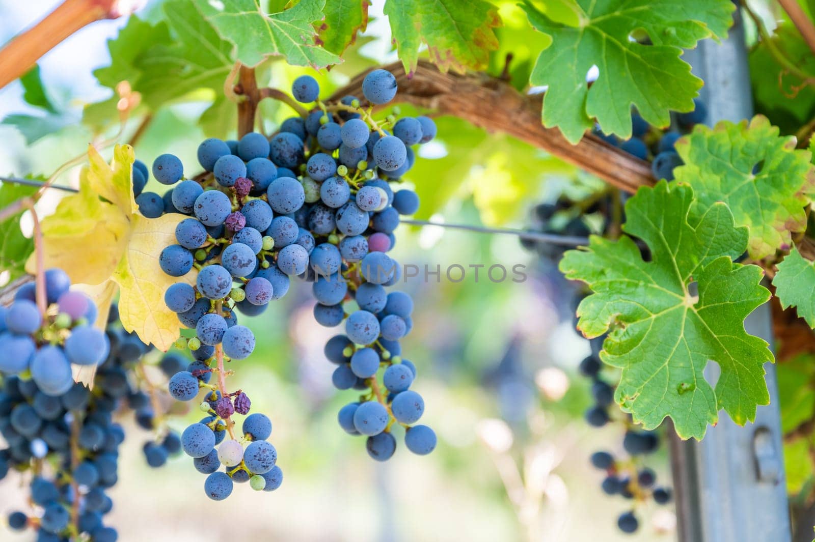 Blue fresh bunch of grapes hang on a vine plant in September before harvest