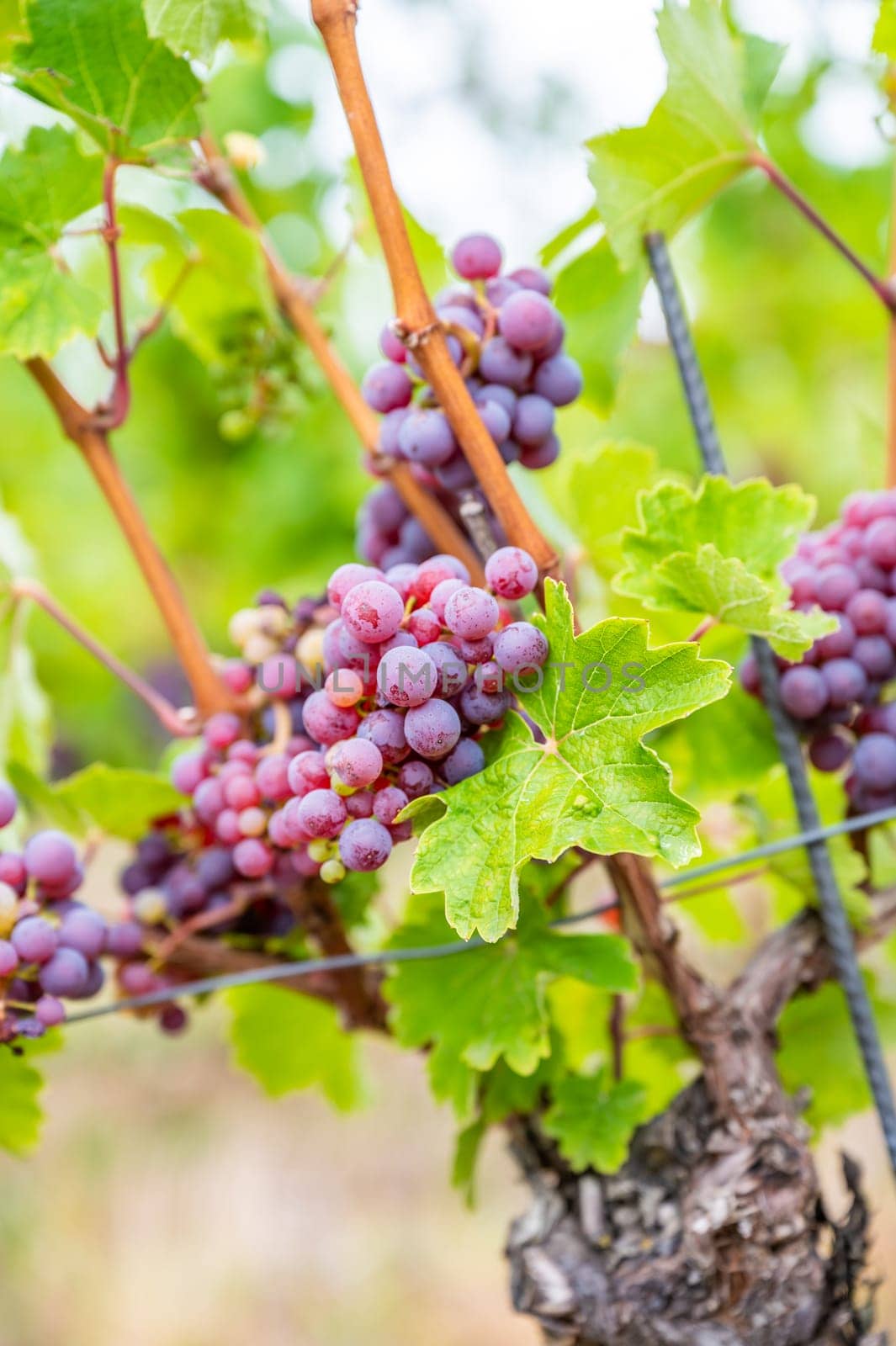 Close-up purple wine grapes hang on a vine plant in a wine country during autumn, green leafs around the grapes