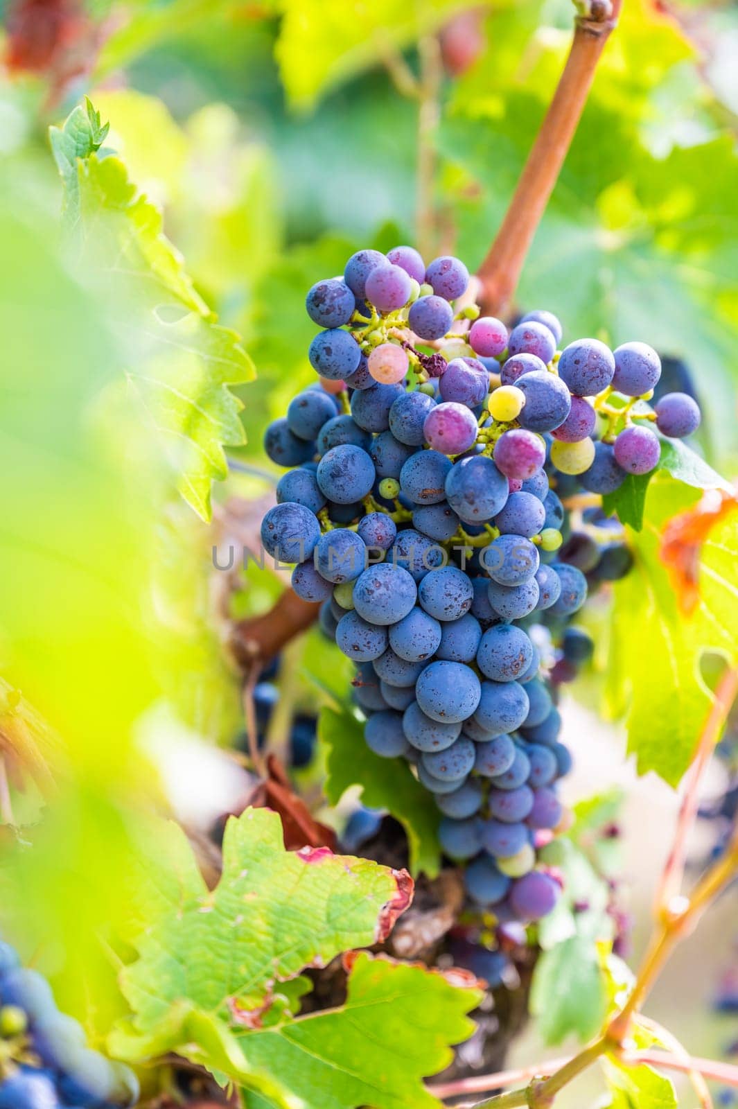 Blue bunch of grapes hang on a vine plant in September before harvest, some green and red grapes inbetween
