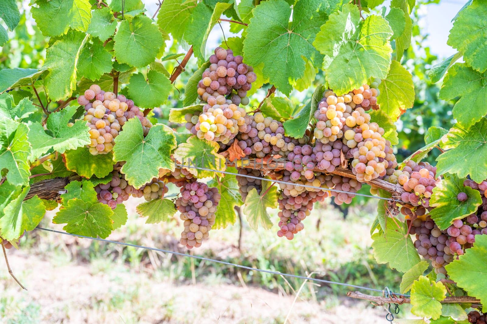 Yellow purple bunches of grapes hang on a vine plant in September before harvest