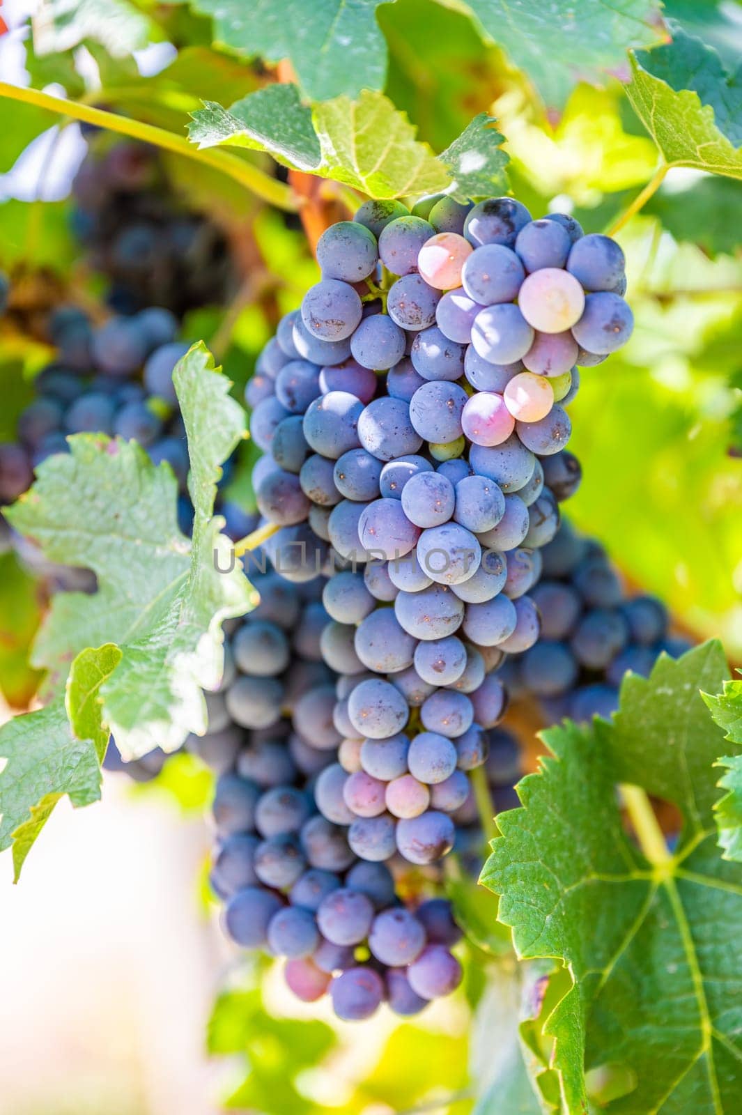Close-up blue wine grapes hang on a vine plant in a wine country during autumn, green leafs around the grapes