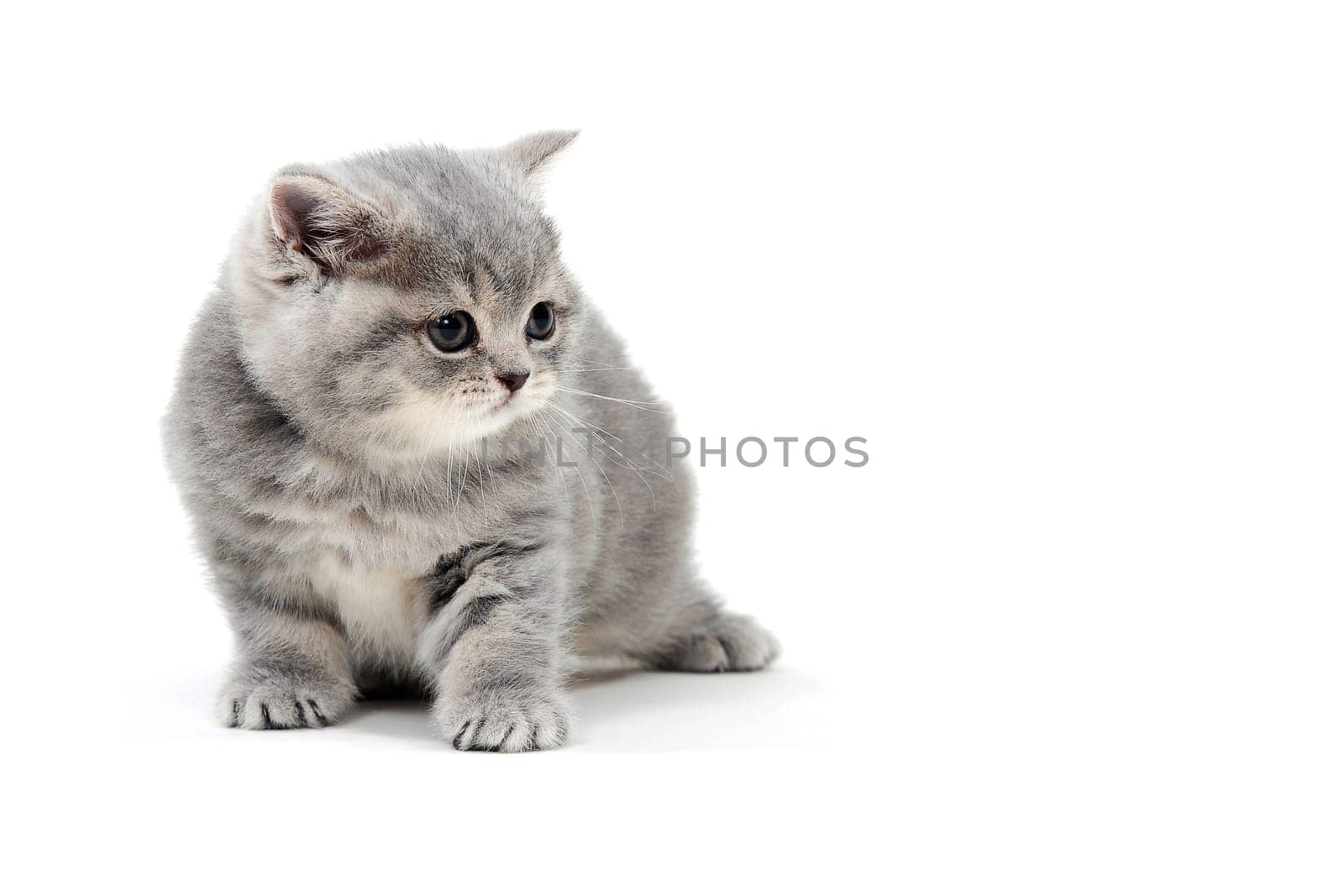 a small fluffy kitten on a white isolated background. High quality photo