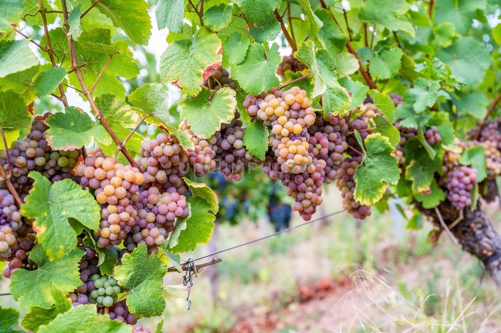 Yellow purple bunches of grapes hang on a vine plant in September before harvest
