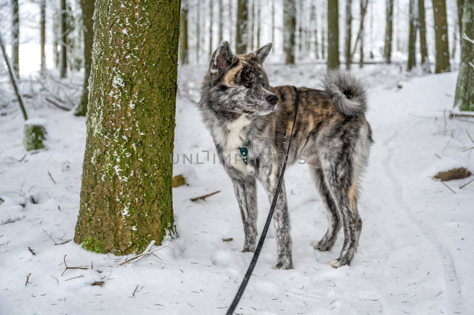 Beautiful Akita Inu dog with gray fur in the snow