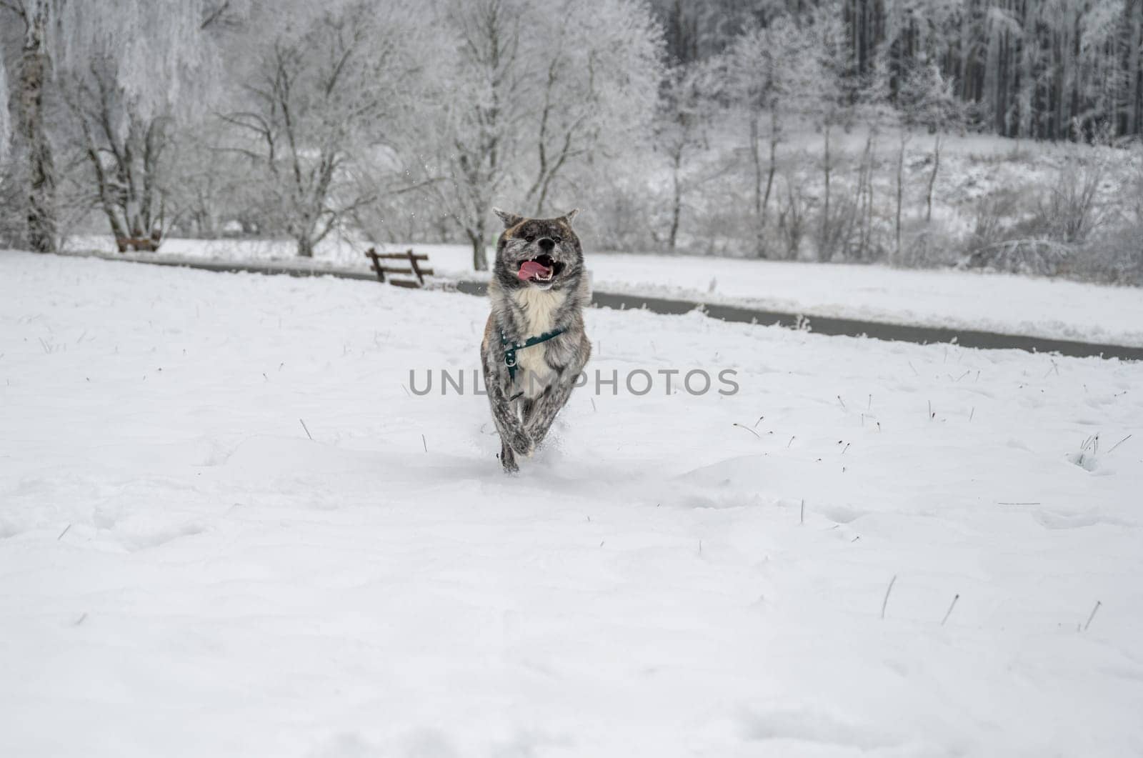 Akita inu Dog with gray fur is running through the snow during winter
