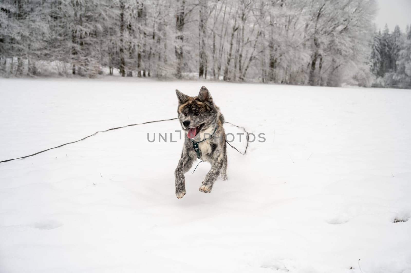 Akita inu Dog with gray fur is running through the snow during winter