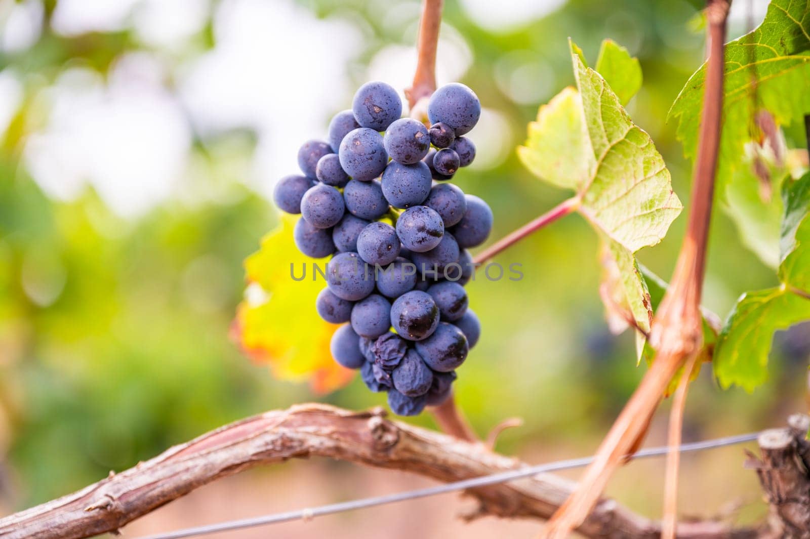 Close-up blue wine grapes hang on a vine plant in a wine country during autumn, green leafs around the grapes