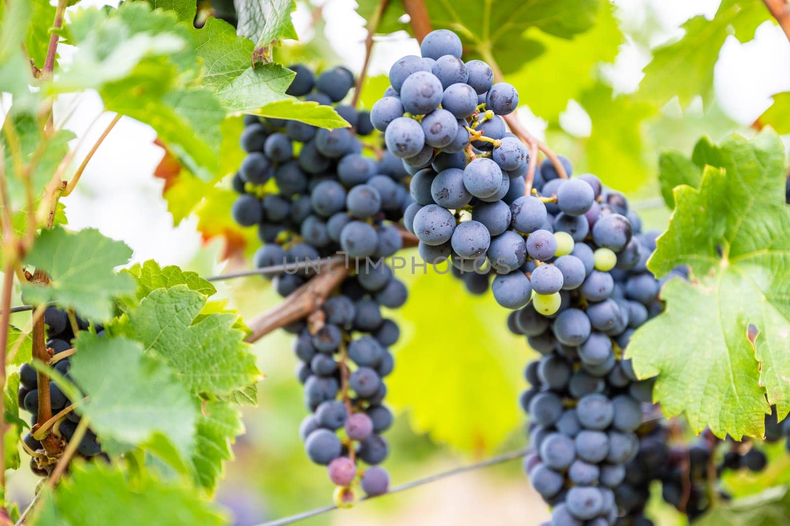 Close-up blue wine grapes hang on a vine plant in a wine country during autumn, green leafs around the grapes
