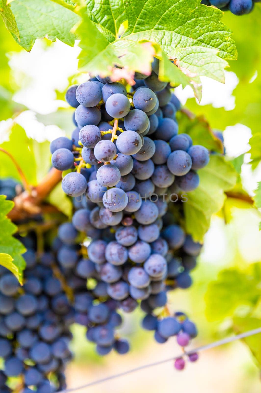 Close-up blue wine grapes hang on a vine plant in a wine country during autumn, green leafs around the grapes