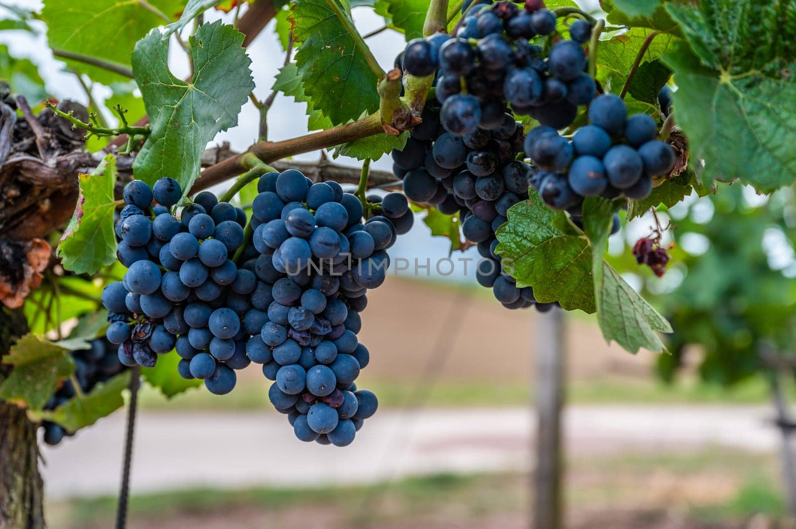 Close-up blue wine grapes hang on a vine plant in a wine country during autumn, green leafs around the grapes