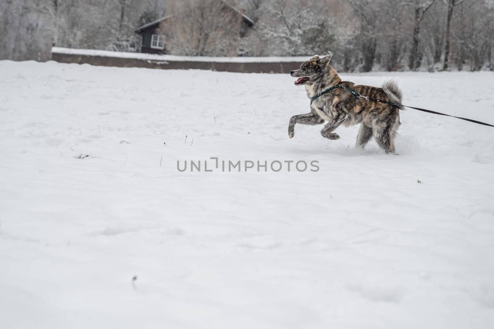 Akita inu Dog with gray fur is running through the snow during winter