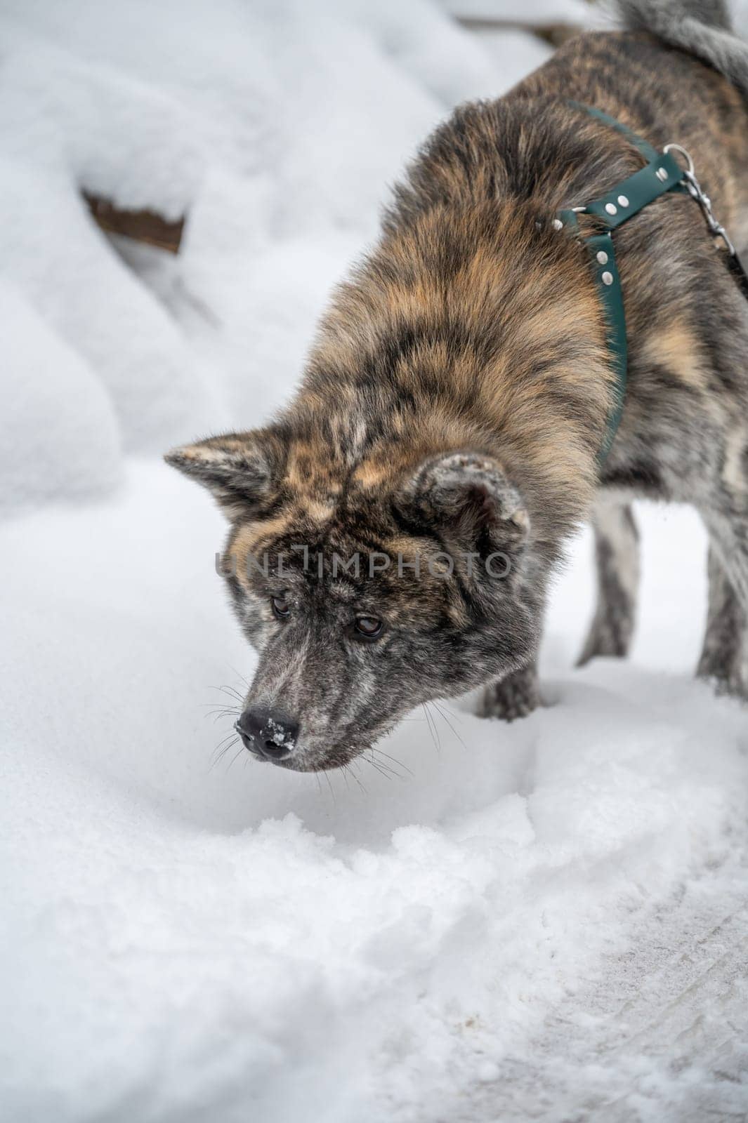 Akita inu dog with gray orange fur follows a trail in the snow during winter