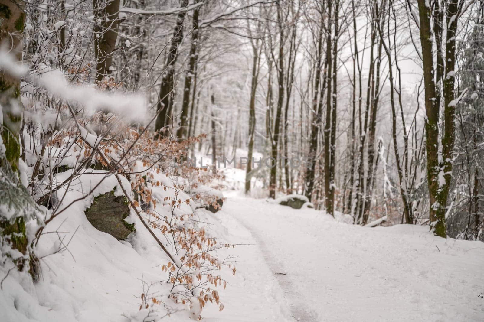 Landscape, Forest path during winter with lots of snow