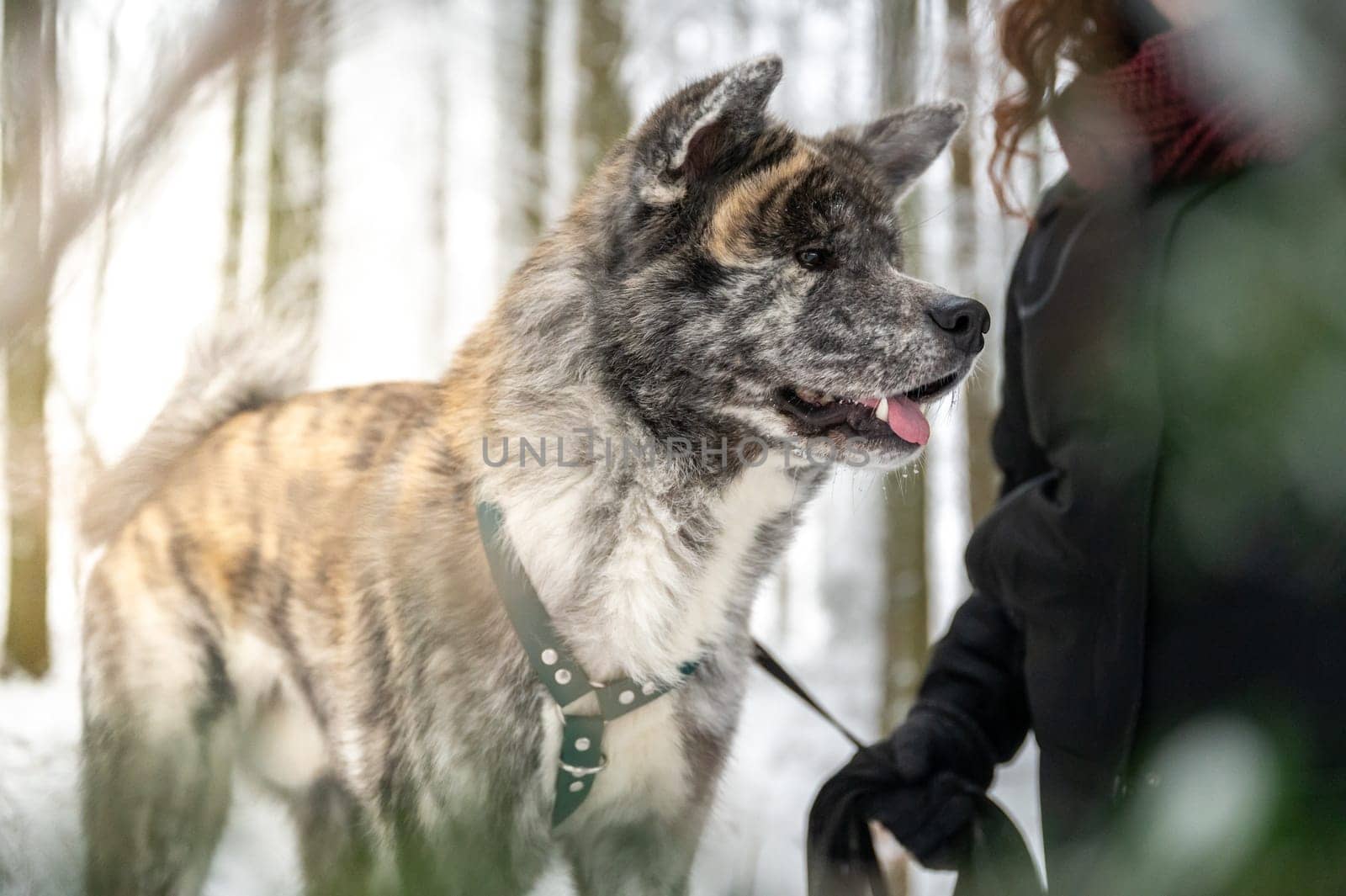 Akita inu dog with gray and orange fur is standing next to his female master with brown curly hair during winter with forest and snow in background, sunbeam