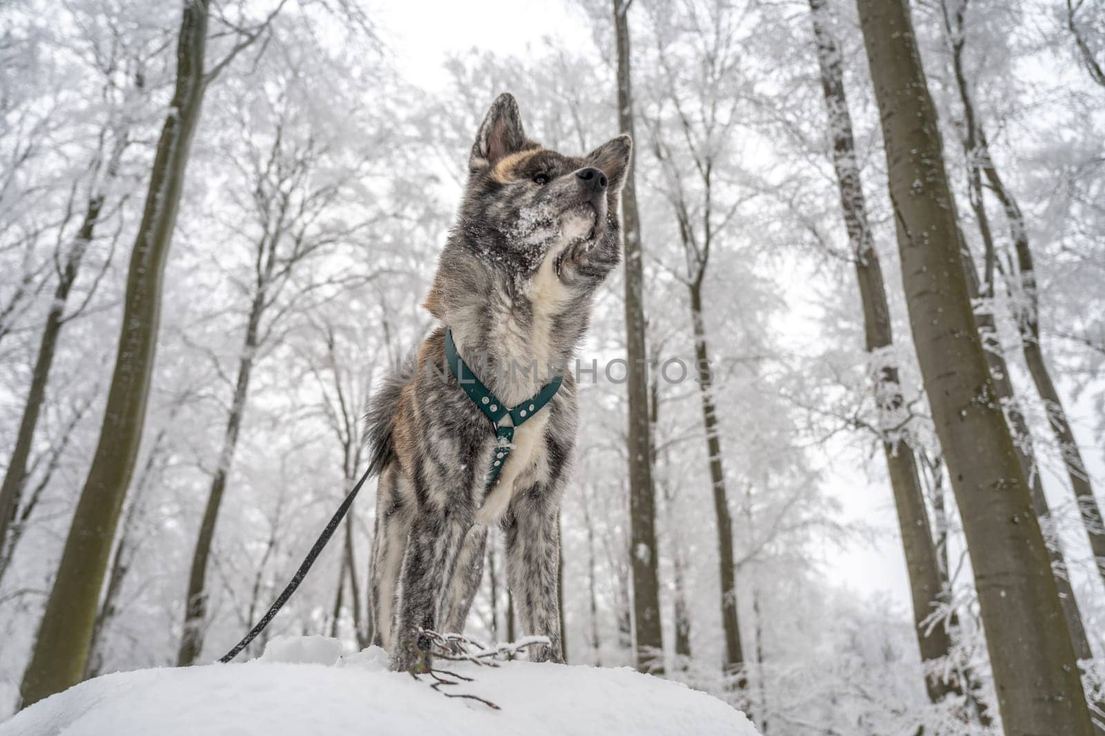 Cute Akita Inu Dog with gray fur standing on a rock in the forest during winter with lots of snow