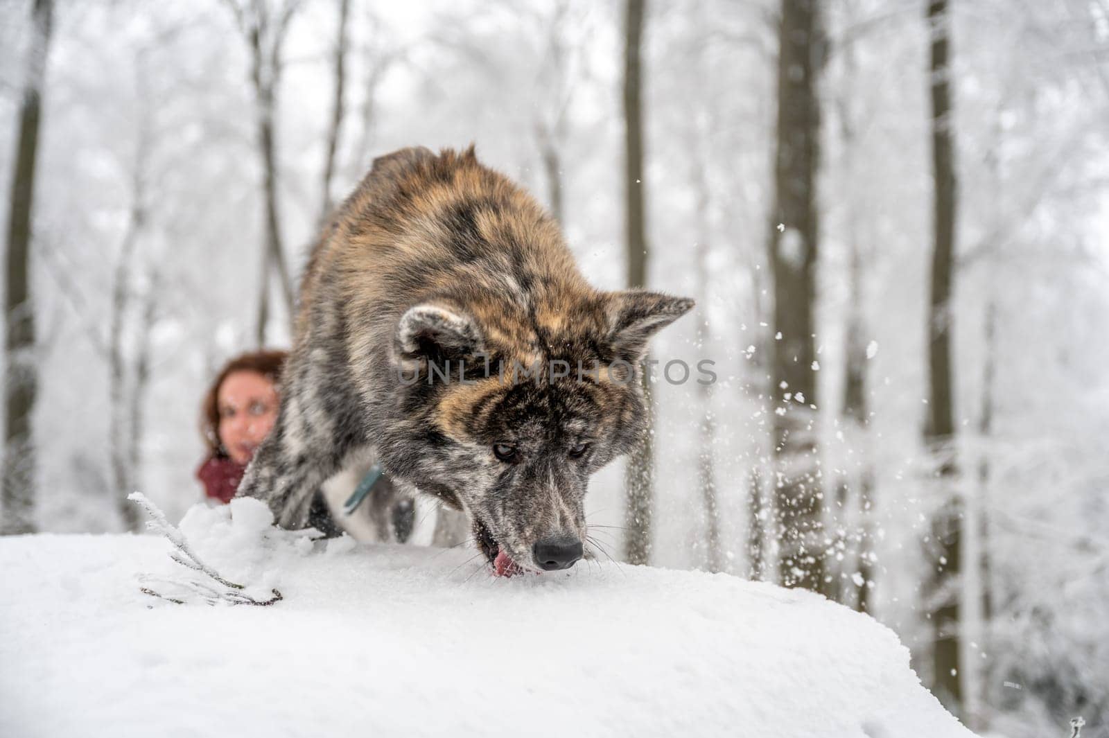 Akita inu dog with gray and orange fur is climbing on a rock in the forest during winter with lots of snow, female master with brown curly hair in the background