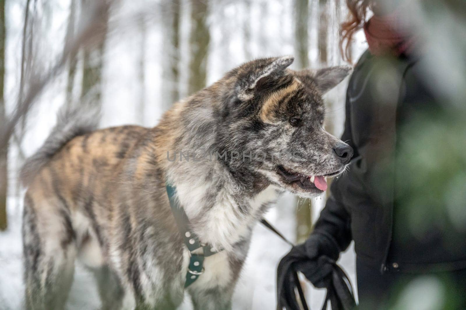 Akita inu dog with gray and orange fur is standing next to his female master with brown curly hair during winter with forest and snow in background