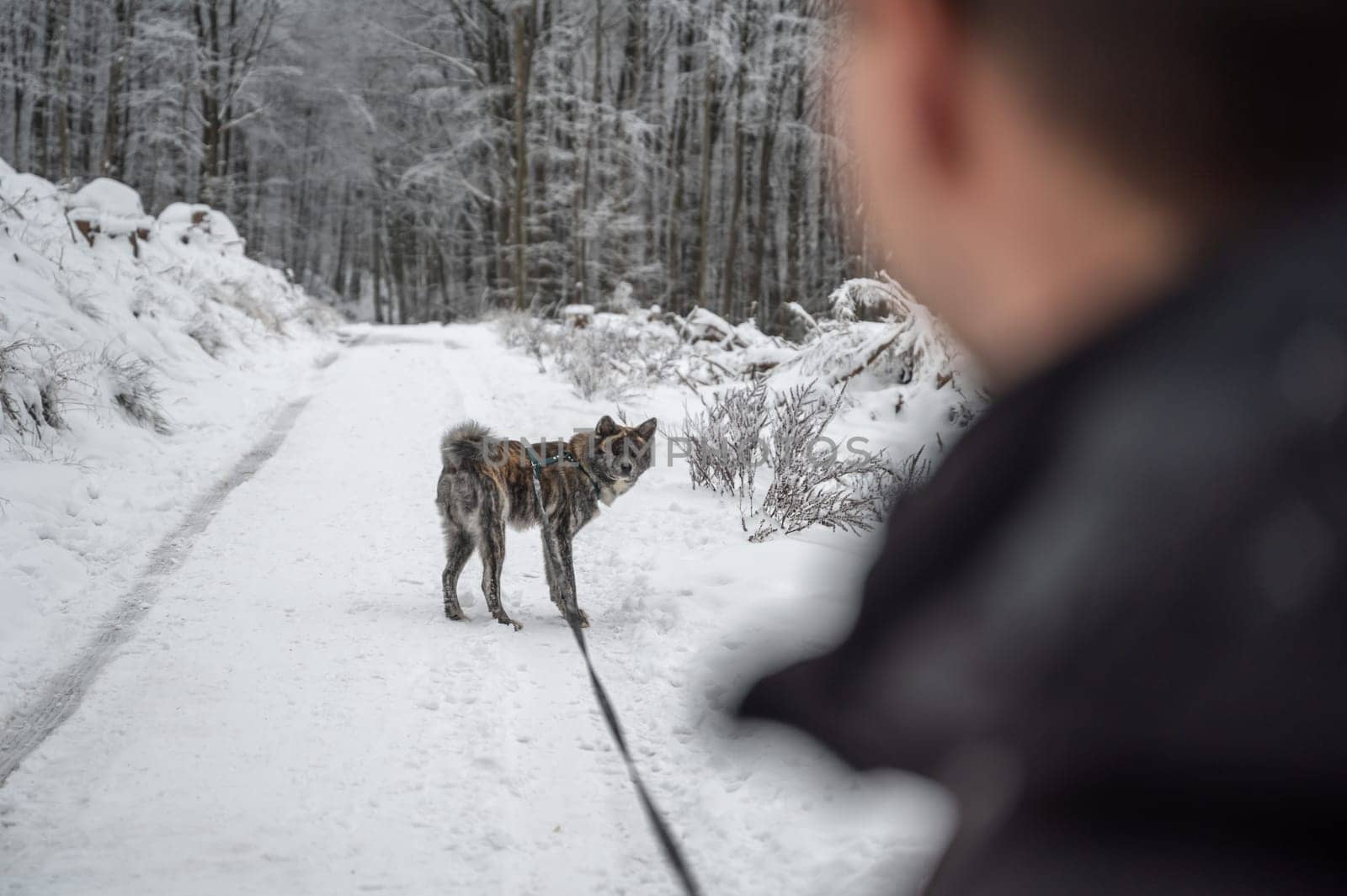 Young man with short brown hair walks his gray colored akita inu dog in the forest during winter with lots of snow, both looking at each other, focus on background