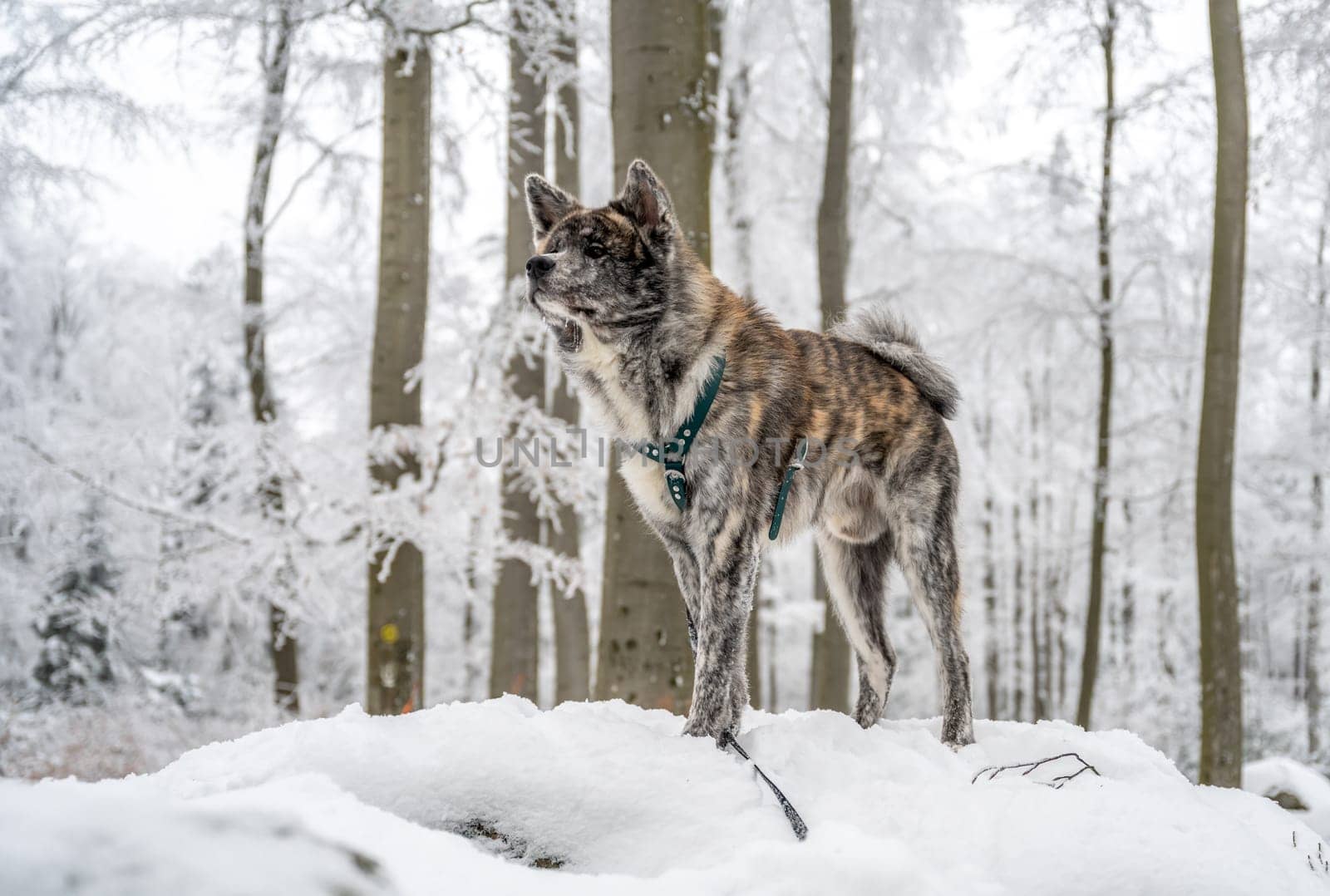 Cute Akita Inu Dog with gray fur standing on a rock in the forest during winter with lots of snow