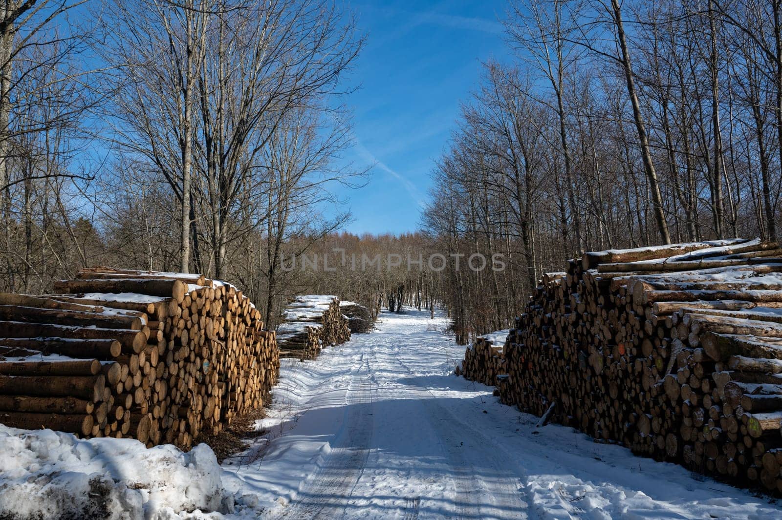Snowy dirt road in nature with trees, snow and lots of stacked firewood, on a cold winter day