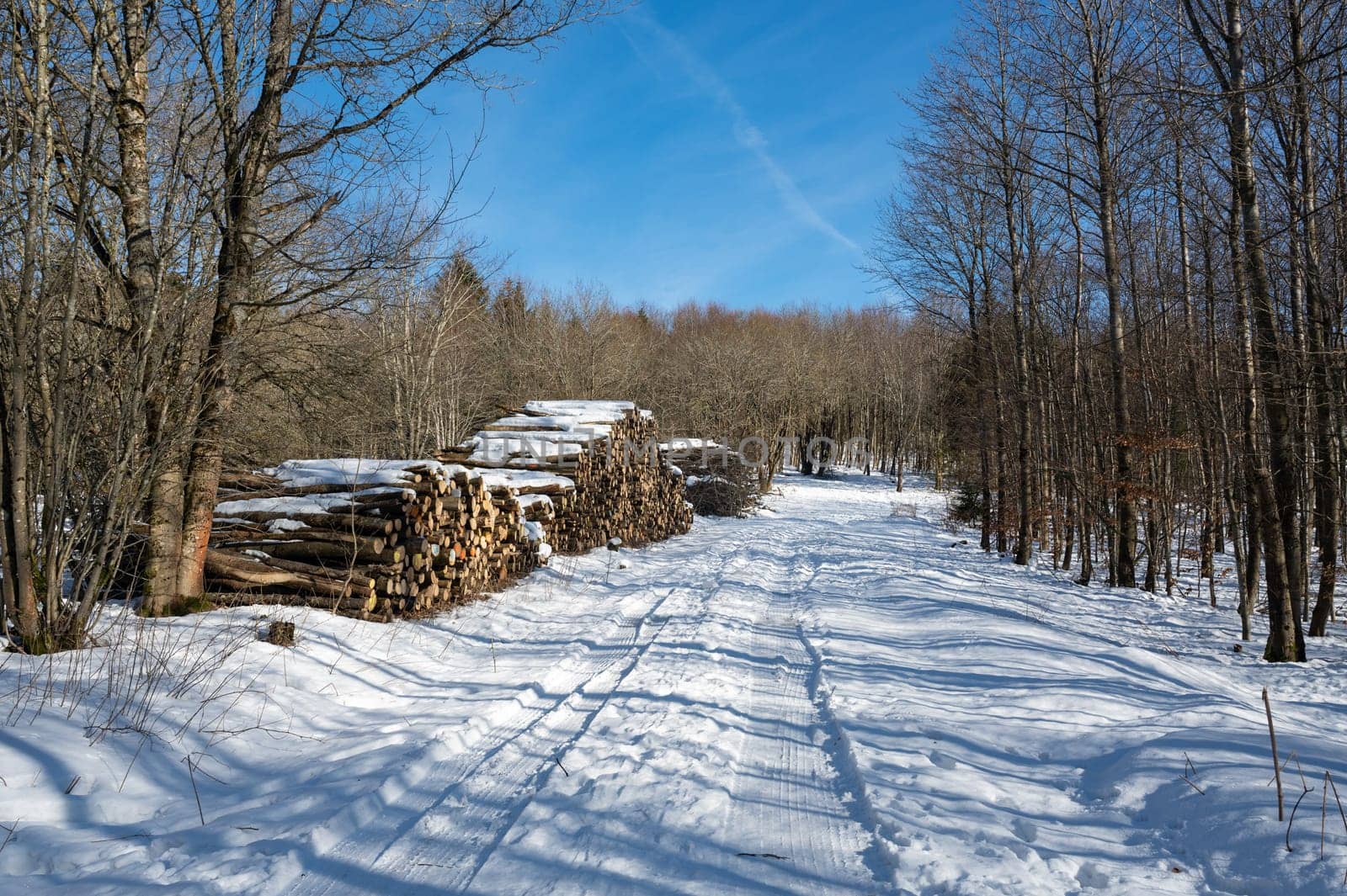 Snowy dirt road in nature with trees, snow and lots of stacked firewood, on a cold winter day