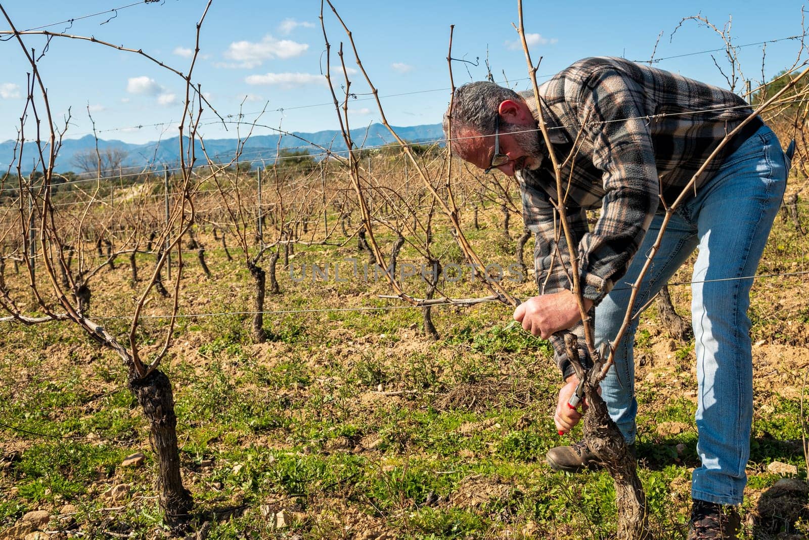 Winegrower pruning the vineyard with professional steel scissors. Traditional agriculture. Winter pruning, Guyot method.
