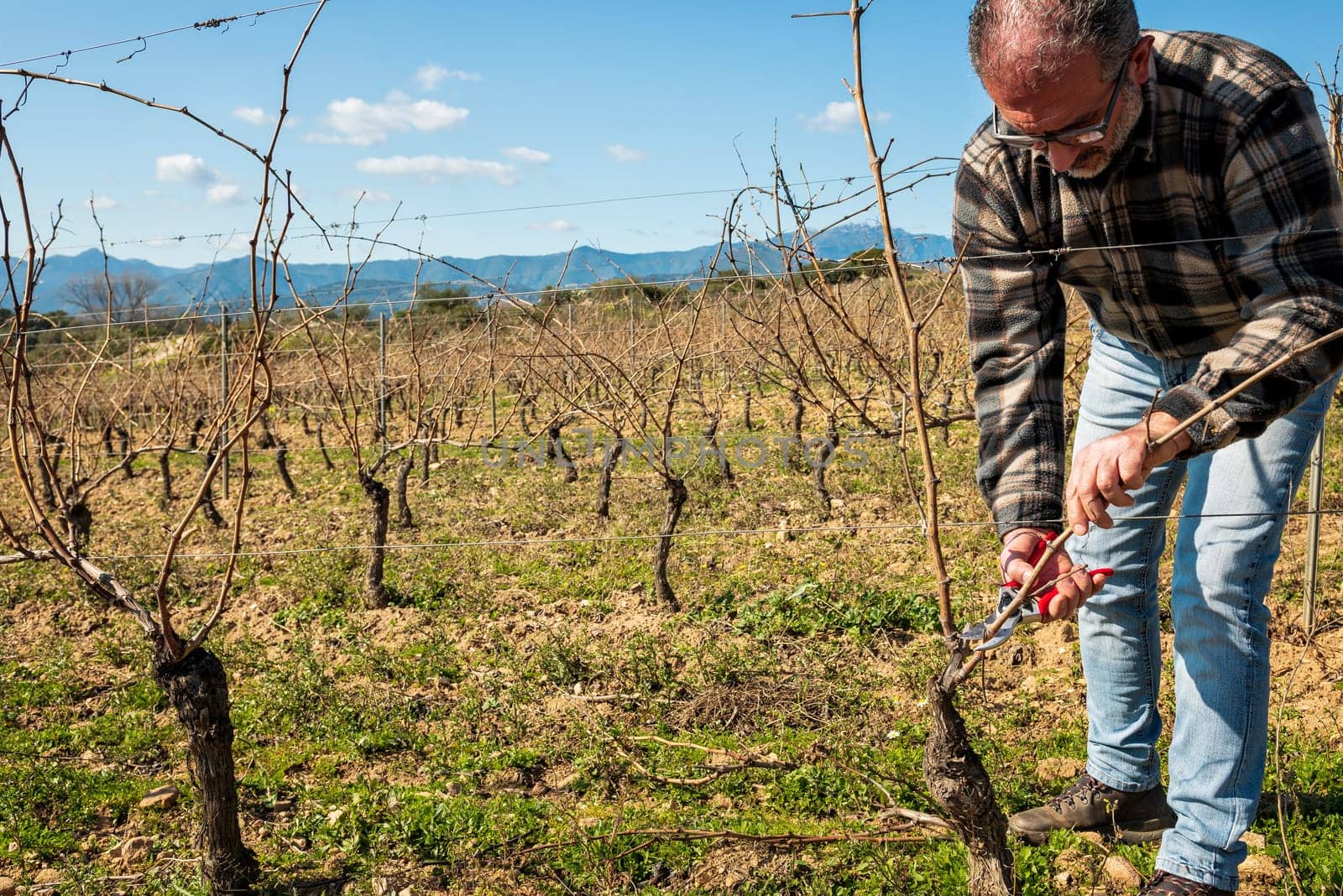 Winegrower pruning the vineyard with professional steel scissors. Traditional agriculture. Winter pruning, Guyot method.