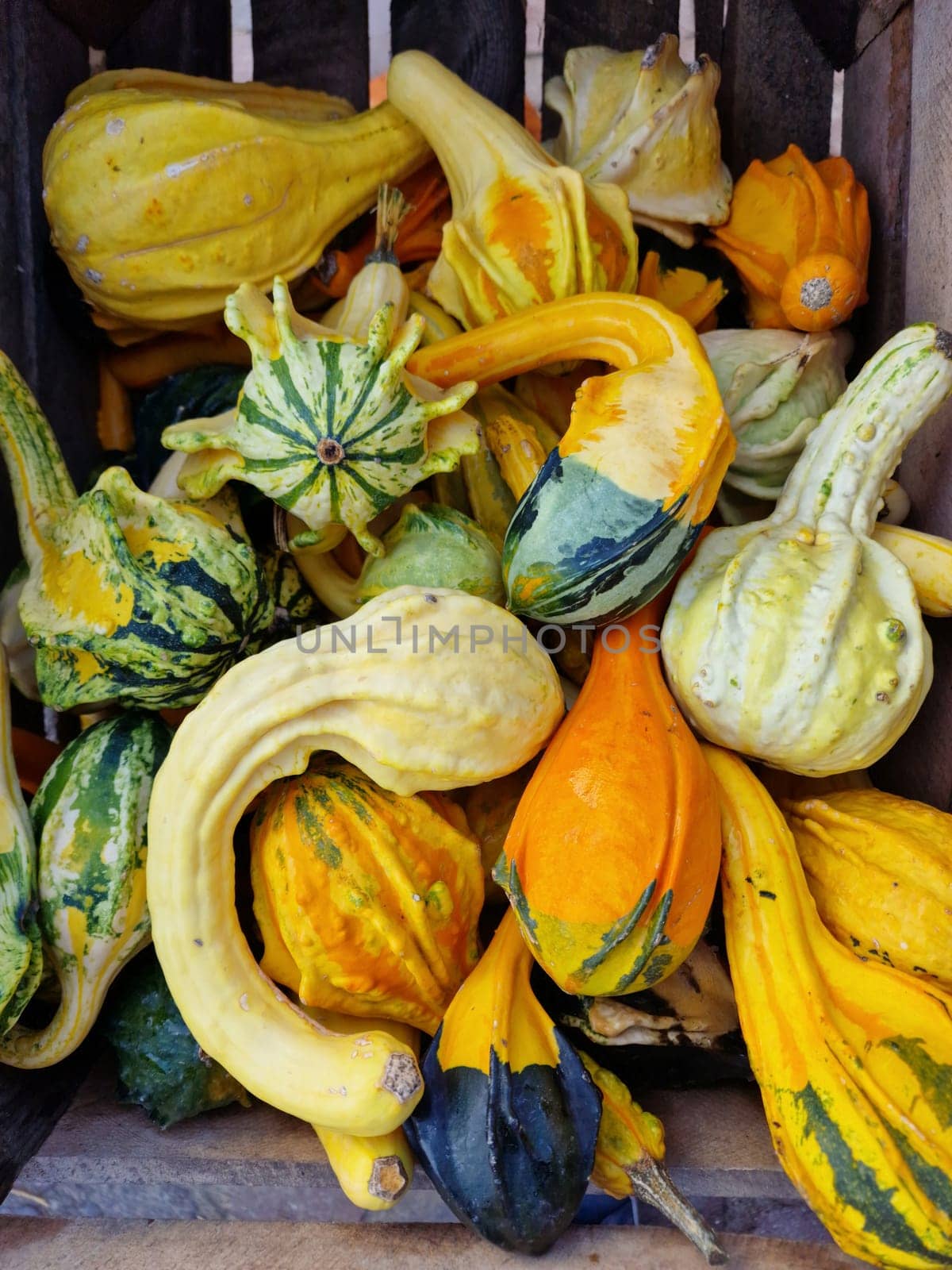 Pumpkin Autumn October Thanksgiving Natural Food Background