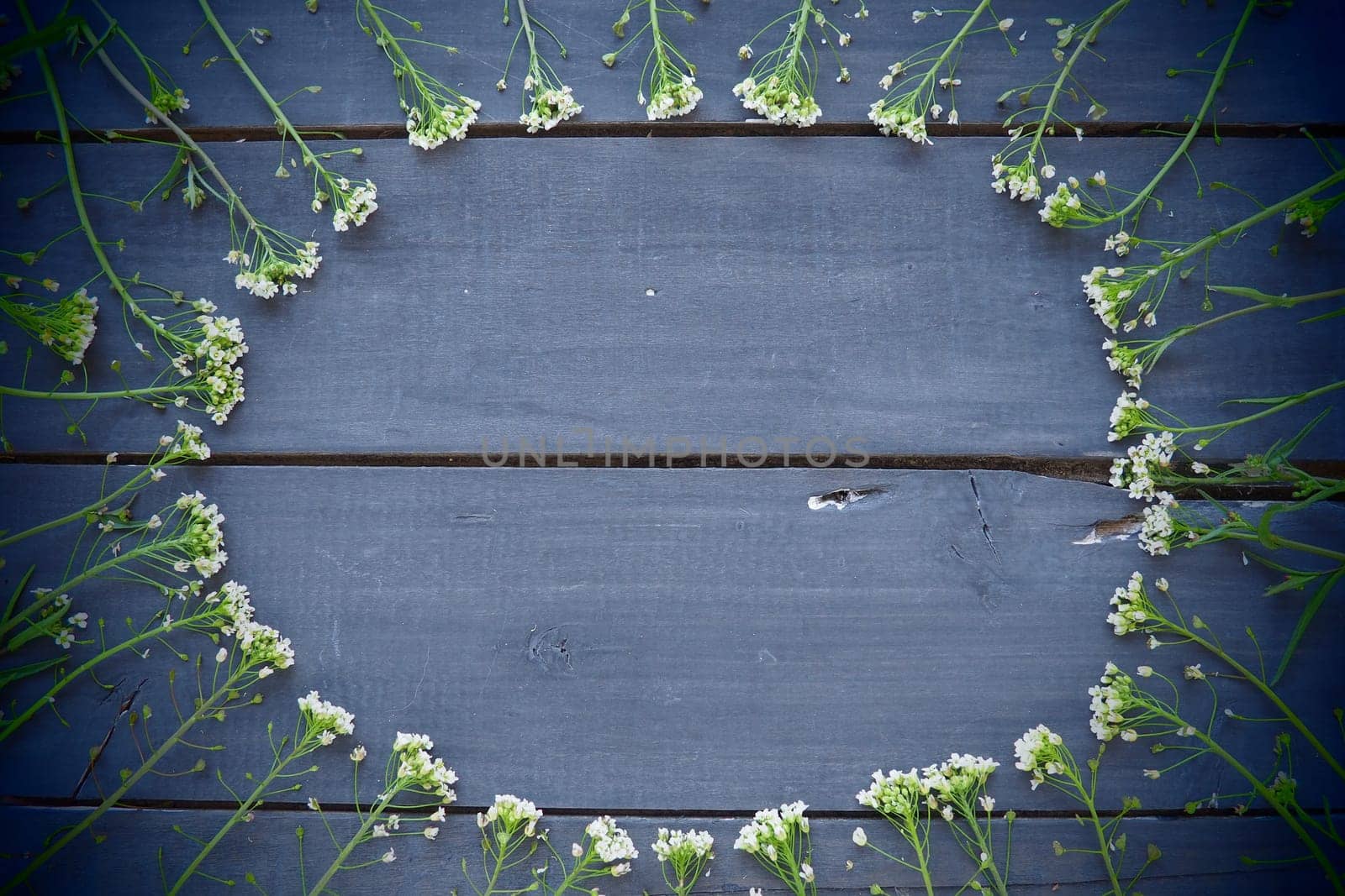Shepherd's purse flowers arranged in a circle on a wooden background or old table. Small yellow inflorescences. copyspace. Free space in the center for text. Blue toning. Dark vignetting around edges.