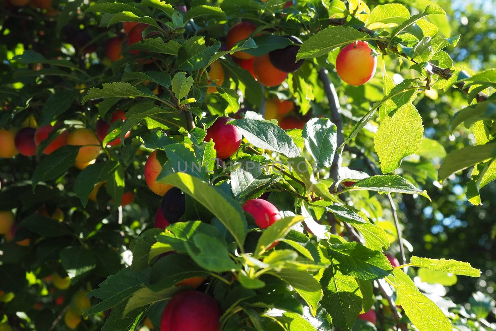 Prunus cerasifera is a species of plum known by the common names cherry plum and myrobalan plum. ornamental tree for garden and landscaping. Yellow and red plum fruits on the branches.