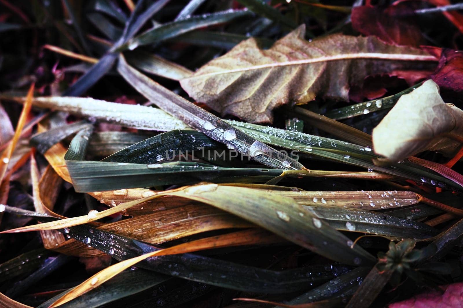 Dew or melt water on green grass. Thawing after a morning winter frost. Lying grass in the meadow. Off-season, windless calm weather. Green leaf with water drops.