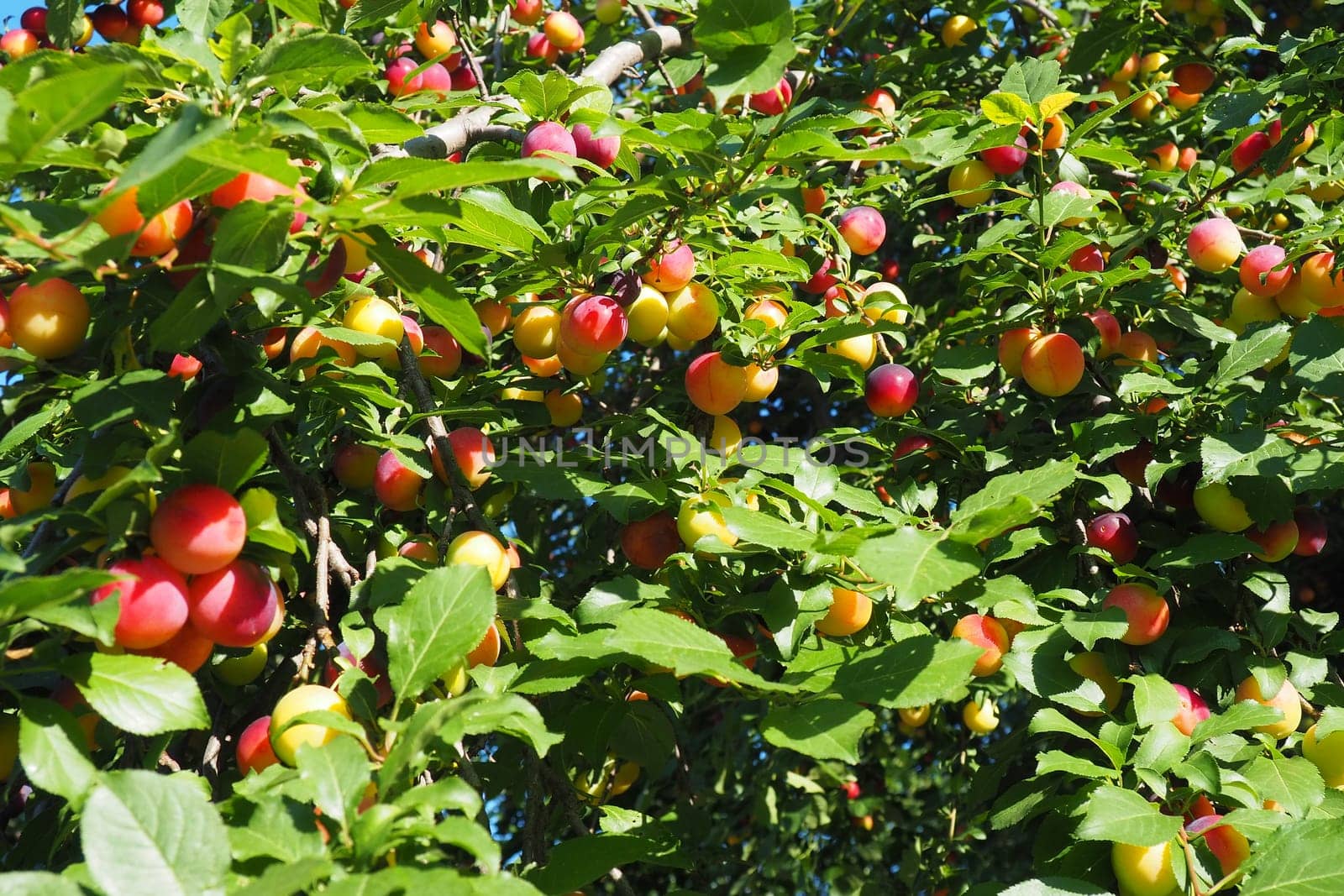 Prunus cerasifera is a species of plum known by the common names cherry plum and myrobalan plum. ornamental tree for garden and landscaping. Yellow and red plum fruits on the branches.