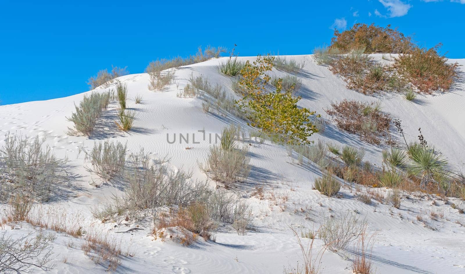 Desert Plant Display in the White Sands in White Sands National Park in New Mexico