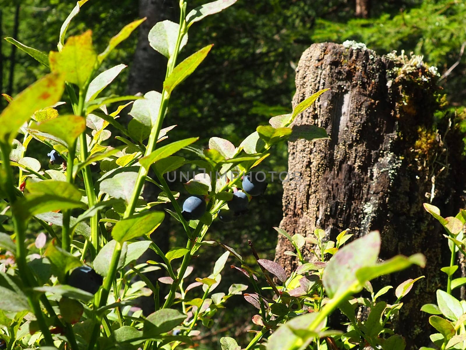Blueberry, or Blueberry myrtle Vaccinium myrtillus, a low-growing shrub, a species of the genus Vaccinium of the family Heatheraceae. Forest wild blue purple berries and green leaves. Picking berries