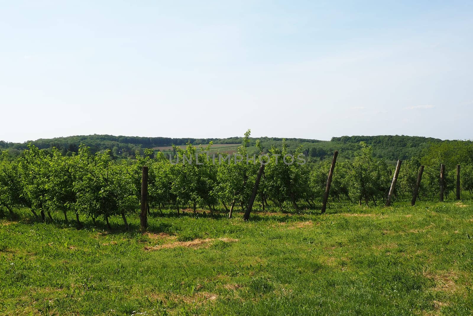 Orchard on the slopes of Fruska Mountain, Serbia, Sremska Mitrovica, Novi Sad. Rohal is a recreation base for people. Agriculture in the Balkans. Tourist attractions of Serbia. Ethno tourism.