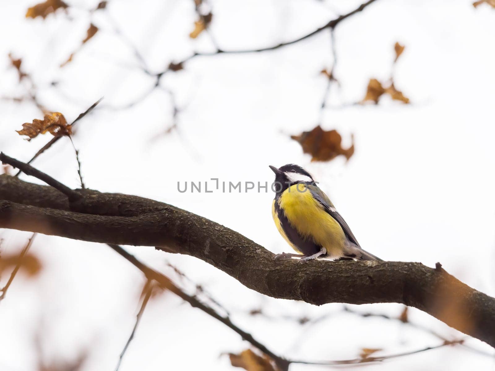 Great Tits Perching On Bare Tree