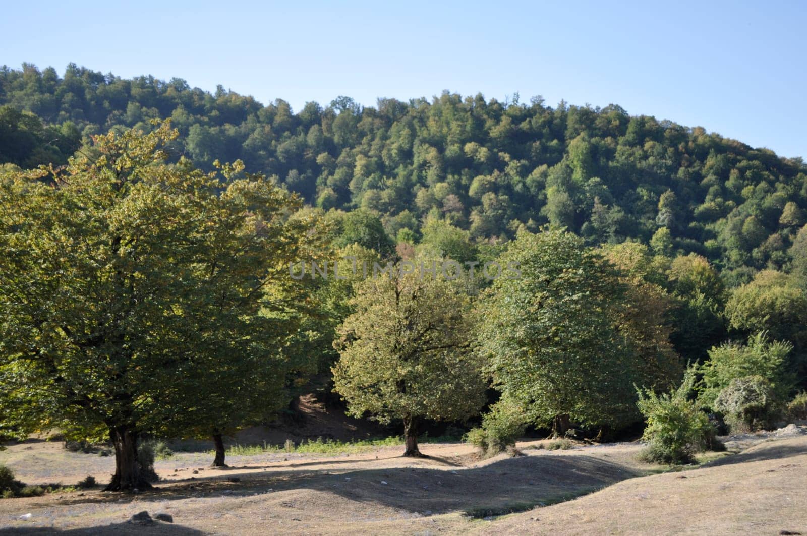 Rugged Mountain Terrain with Majestic Trees