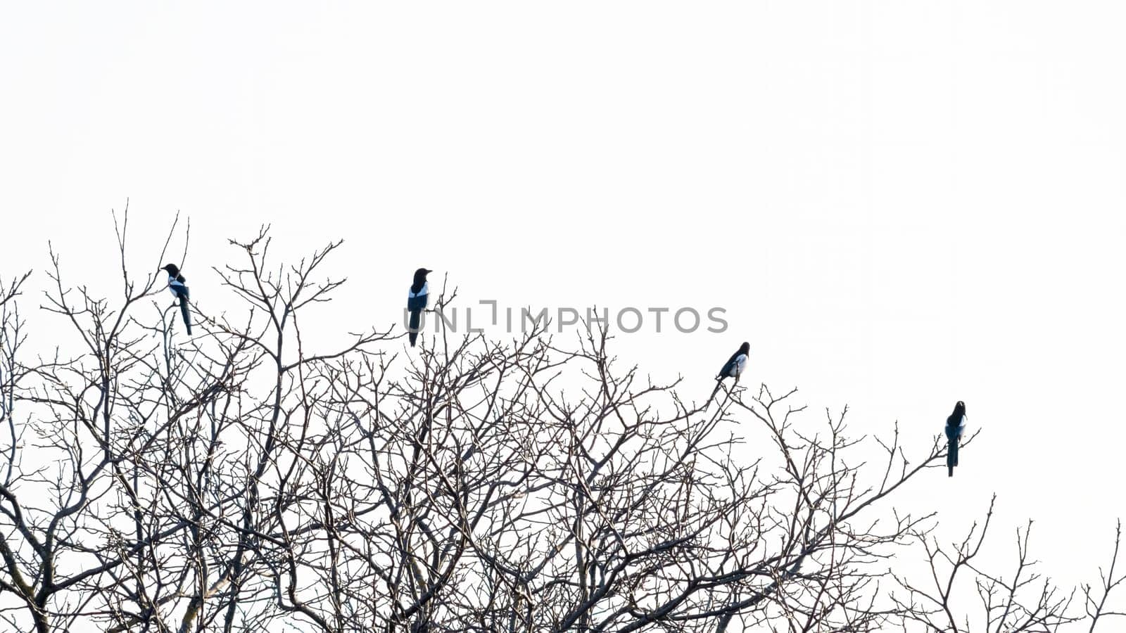 Magpies sit on the top of a tree and then one fly away (Pica pica)