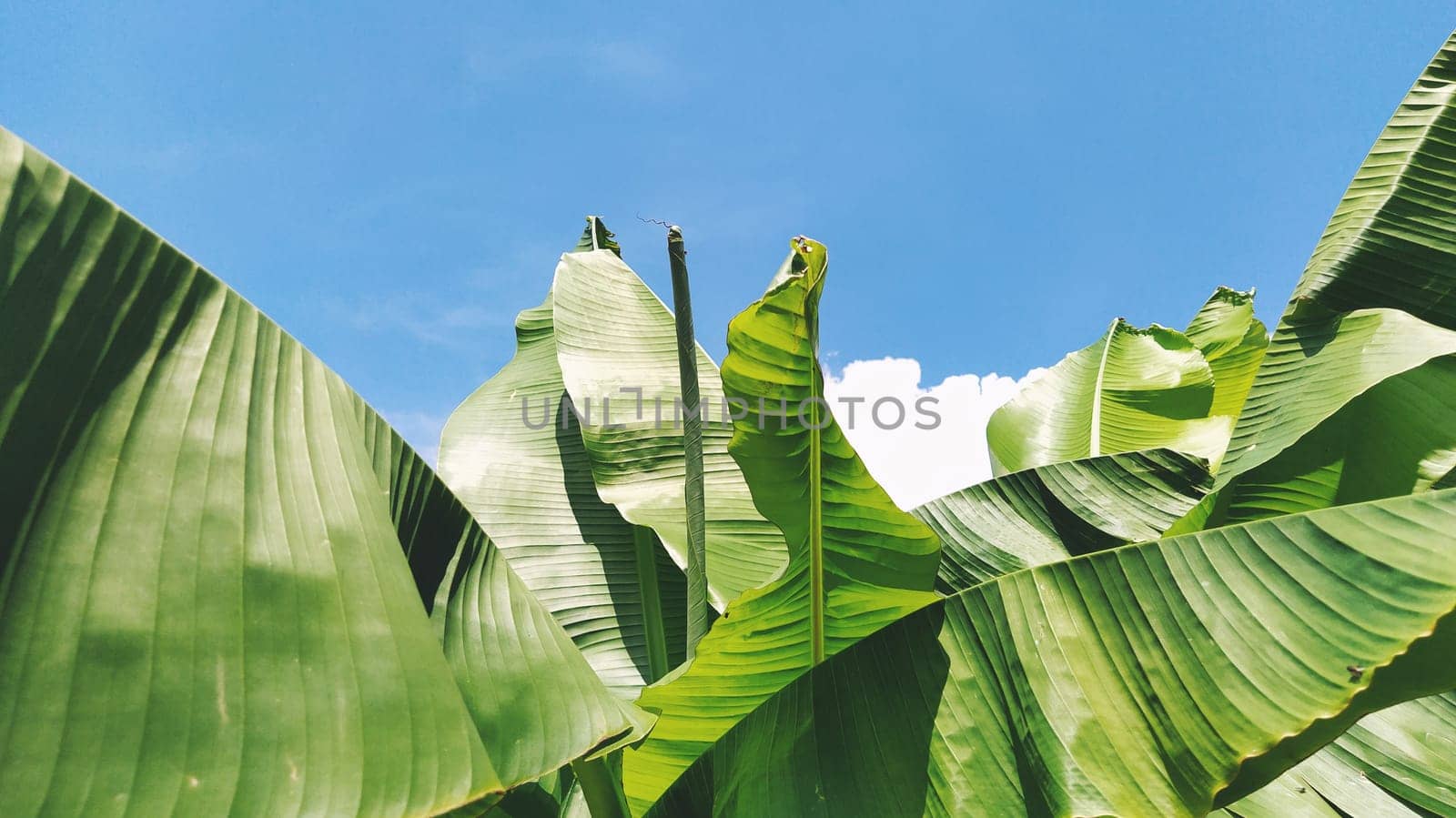 Green Banana leaf in nature, Banana leaf