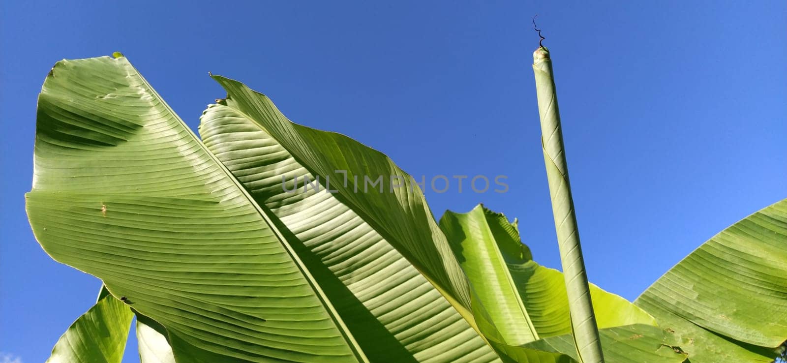 Green Banana leaf in nature, Banana leafs