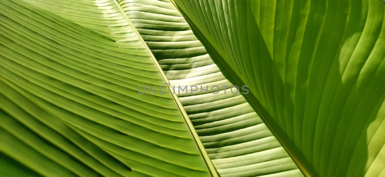 Green Banana Leafs. Close up of a palm leaf. Reflection of sun light from a striped surface.
