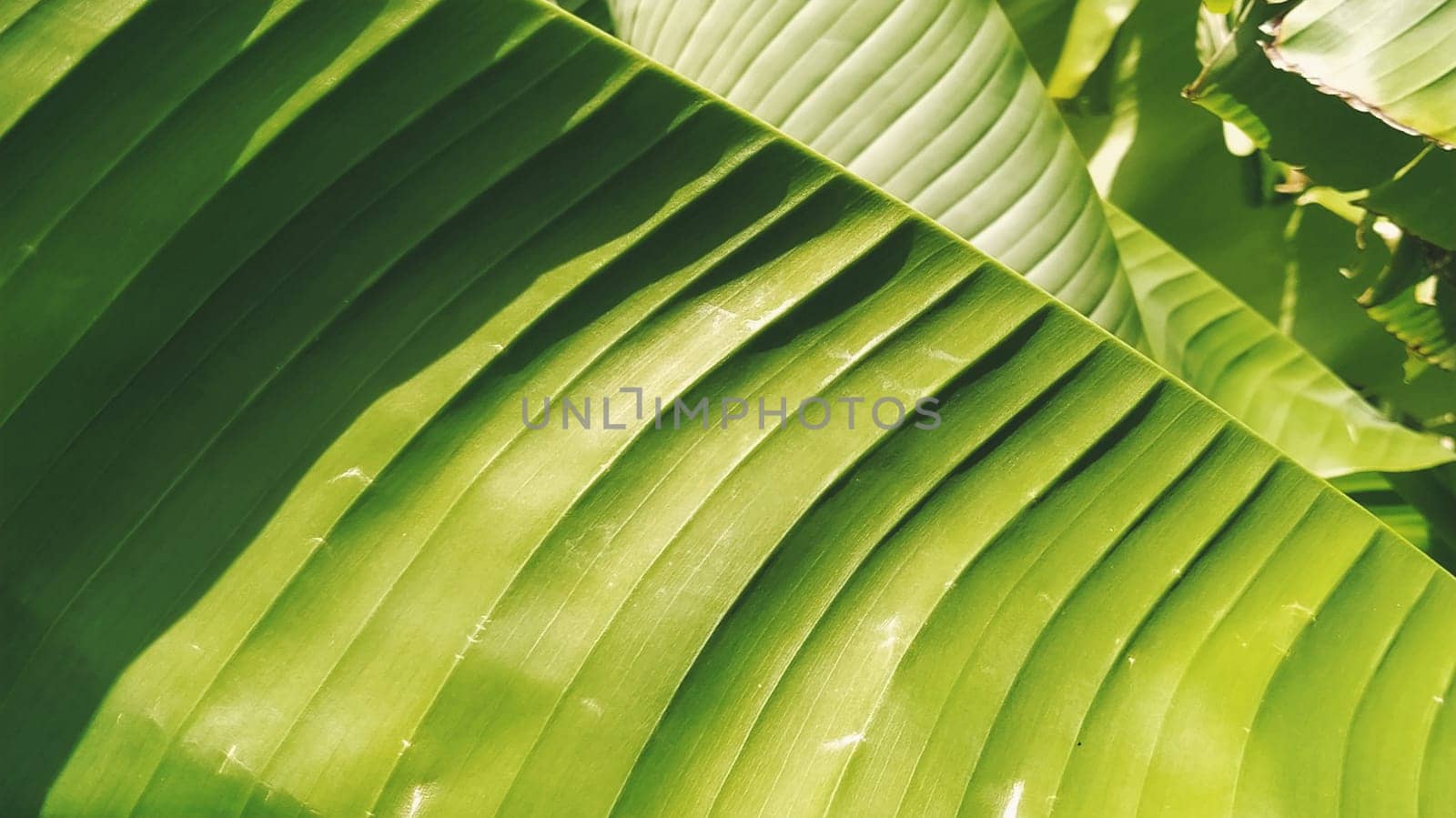 Green Banana leaf in nature, Banana leaf
