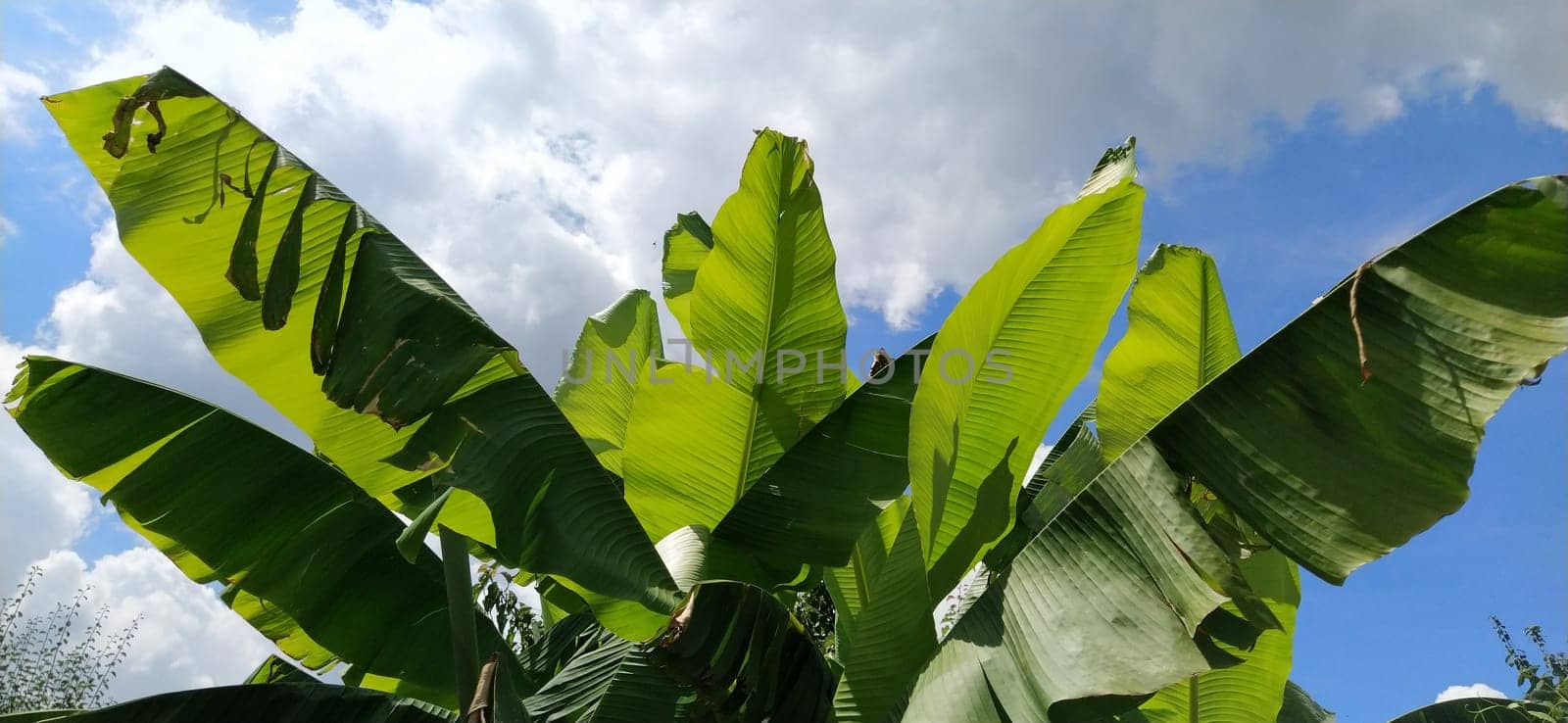 Green Banana leaf in nature, Banana leaf