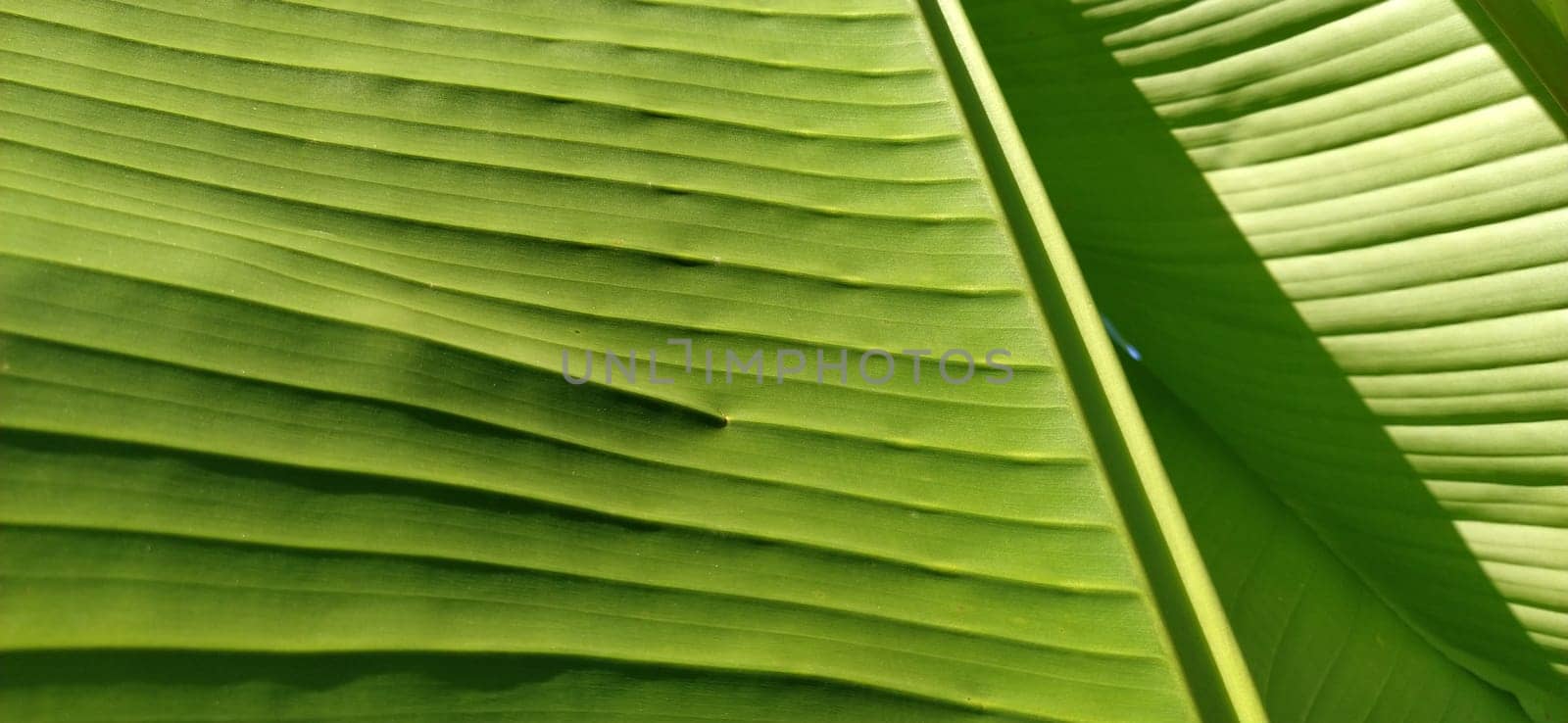 Green Banana leaf in nature, Banana leaf
