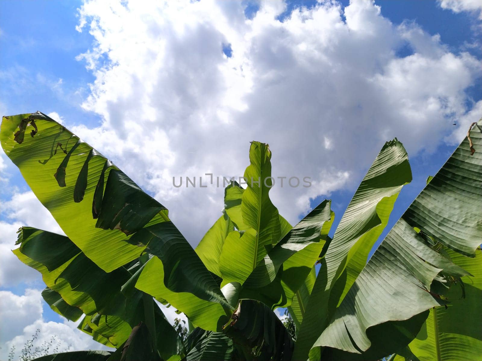 Green Banana leaf in nature, Banana leaf