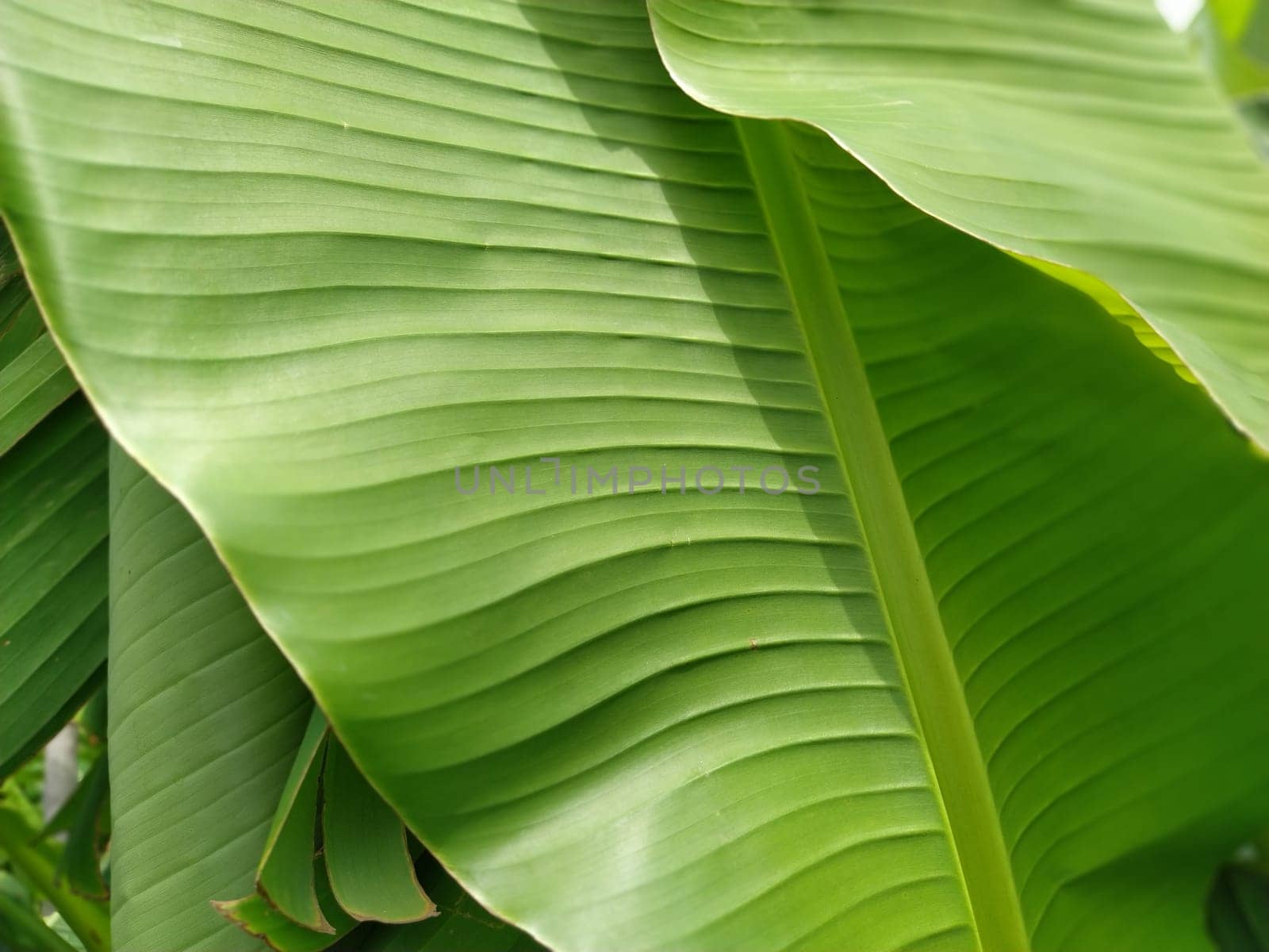 Green Banana leaf in nature, Banana leaf.