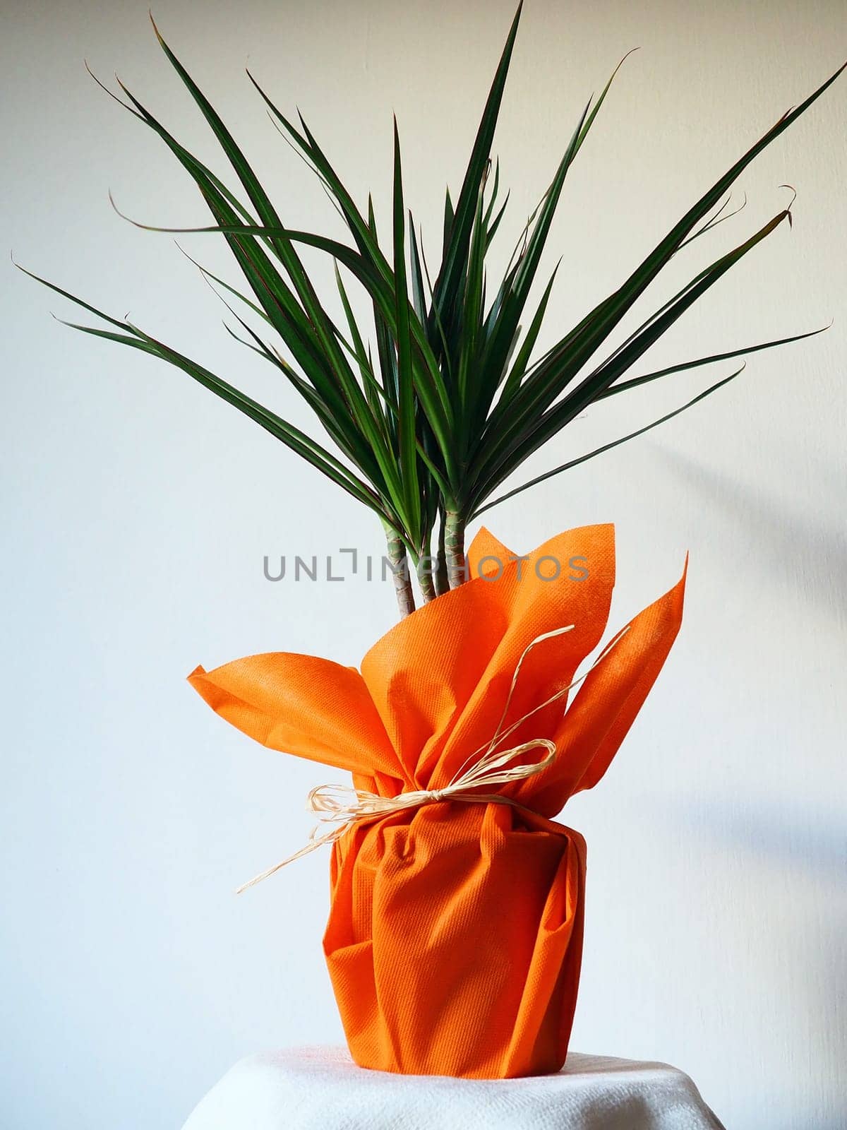 Dracaena, tropical plant as an interior item. A gift in orange wrapping paper on a table with a white napkin. White background. Dracaena or Dracaenaceae.