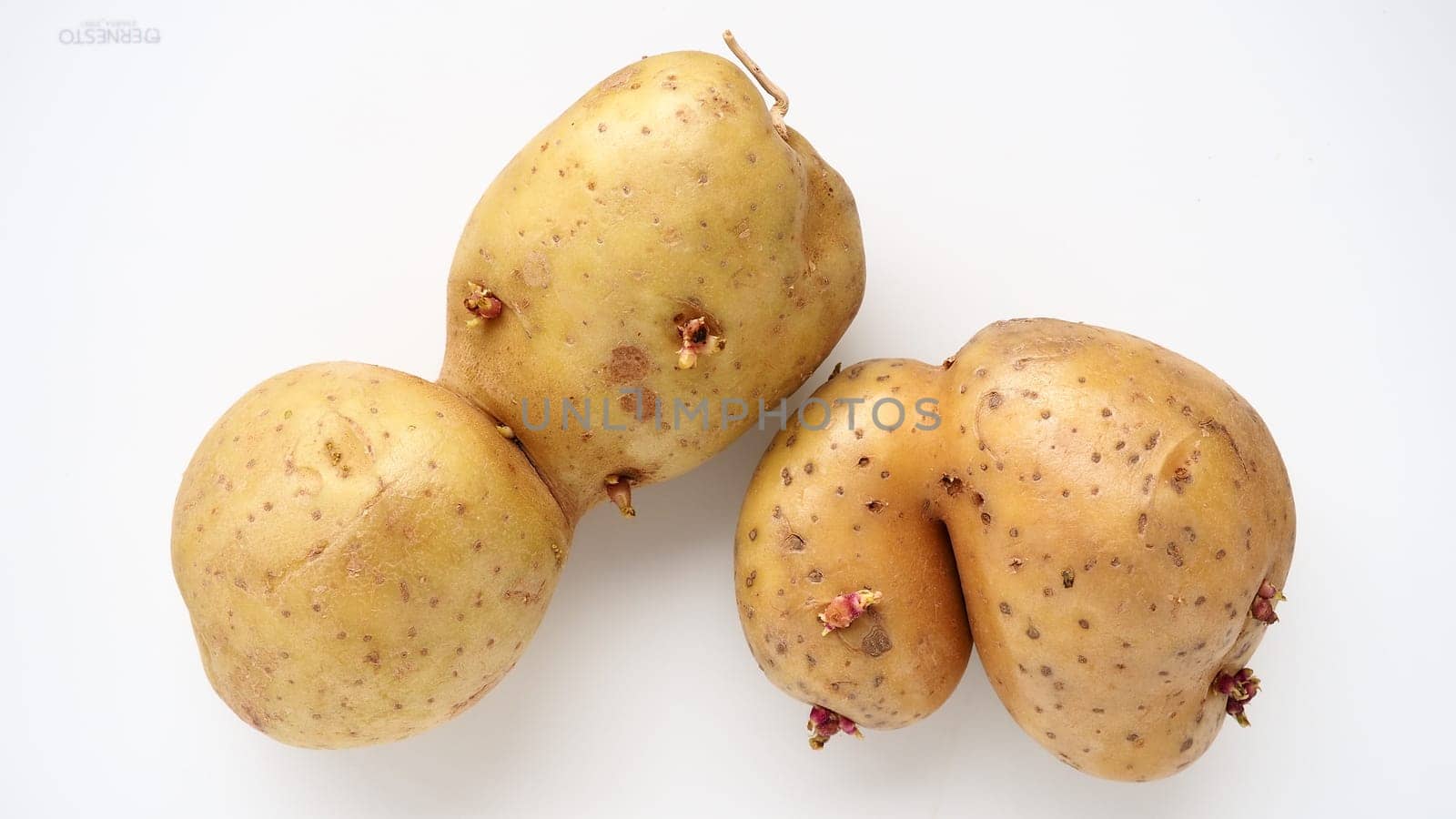 Ugly potatoes on white background. Unnormal vegetable, zero waste. Irregular shaped pratie spud. Influence of dioxins, radiation, pesticides and mutagenic factors on plant development