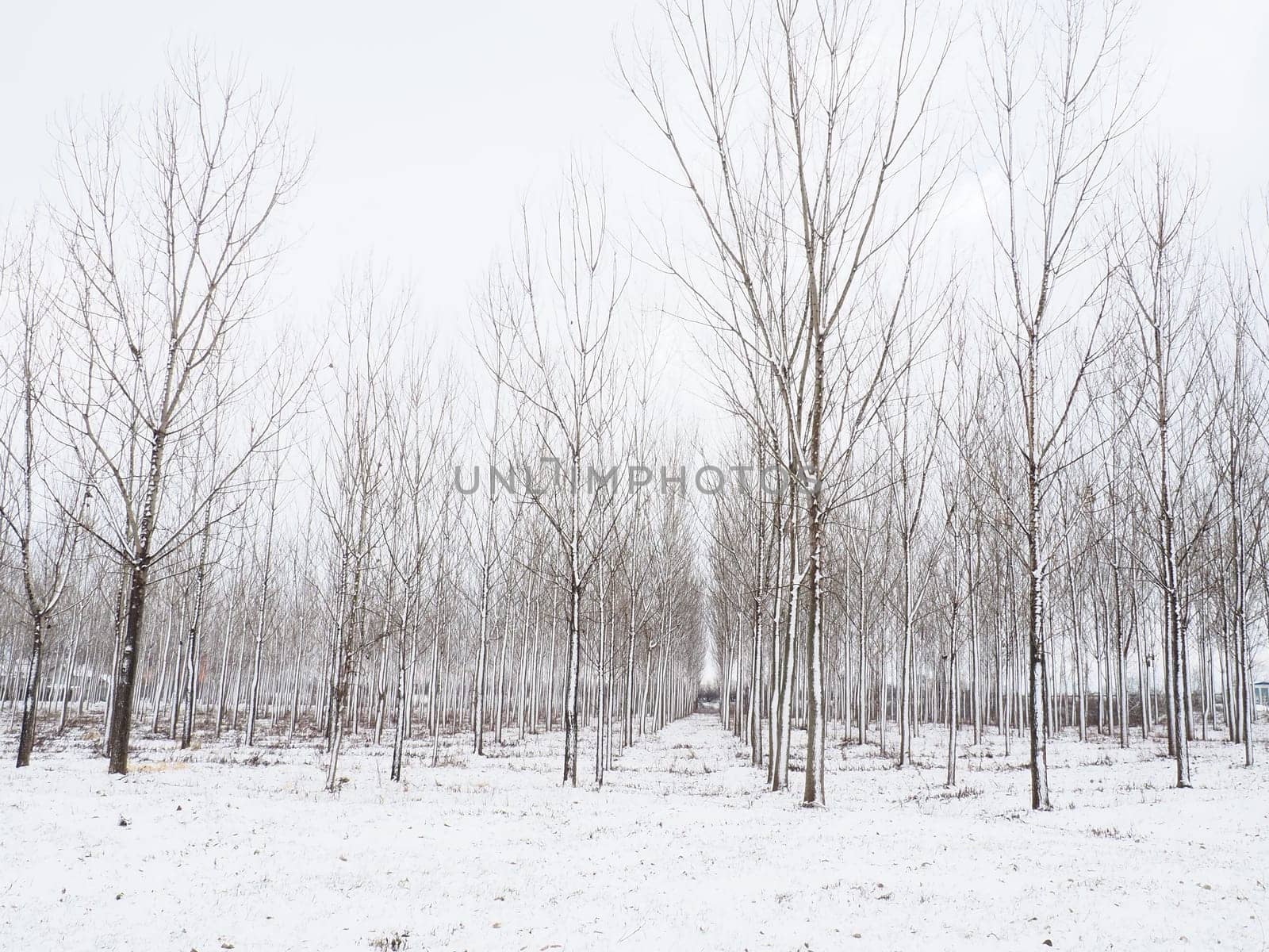 Planting plants - hygrophytes to drain wetlands. Fight against the high standing of underground waters and waterlogging of urban areas. Rows of young poplars. Drainage of territories. Winter.