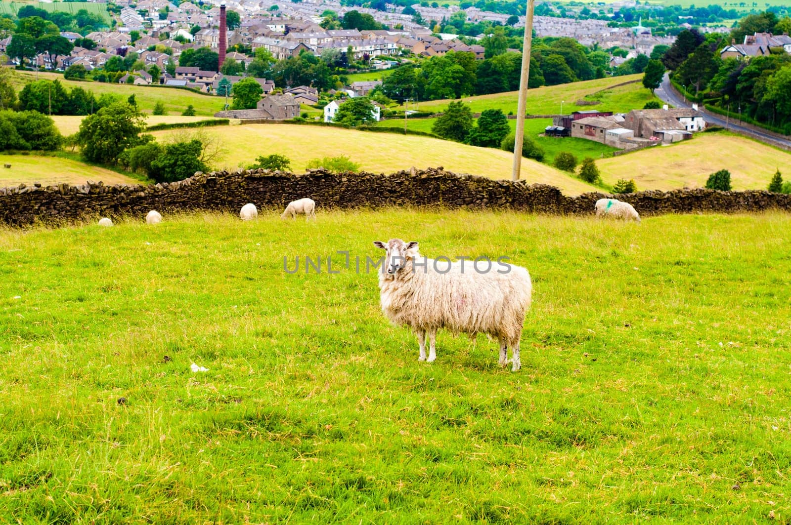 View of English grazing sheep in countryside